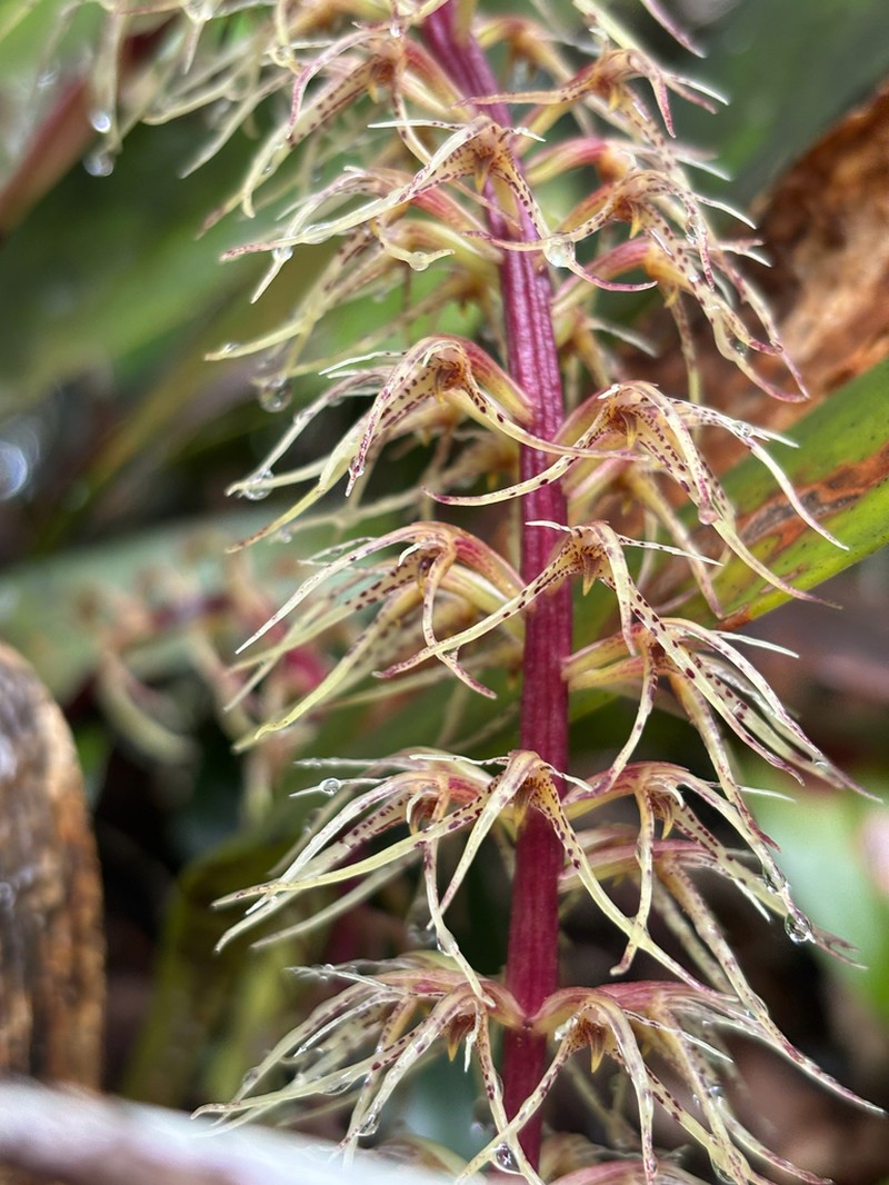 Bulbophyllum disjunctum photo 6