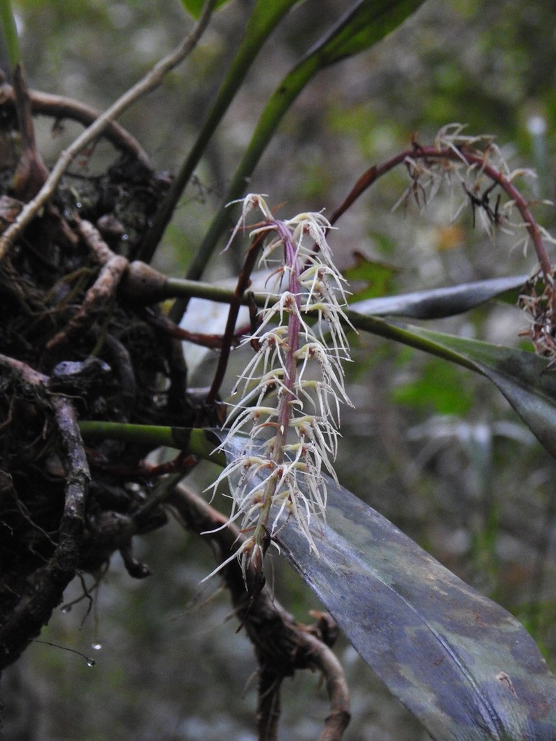 Bulbophyllum disjunctum photo 7