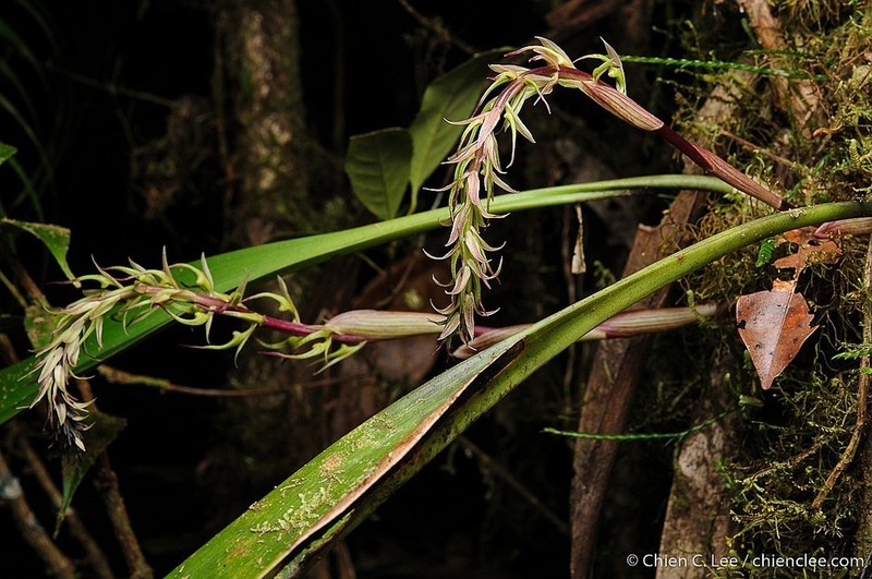 Bulbophyllum disjunctum photo 8