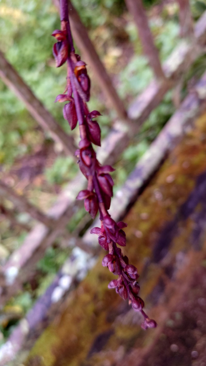 Bulbophyllum dissitiflorum