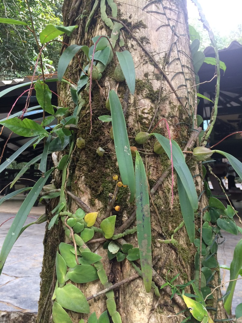 Bulbophyllum dissitiflorum photo 3