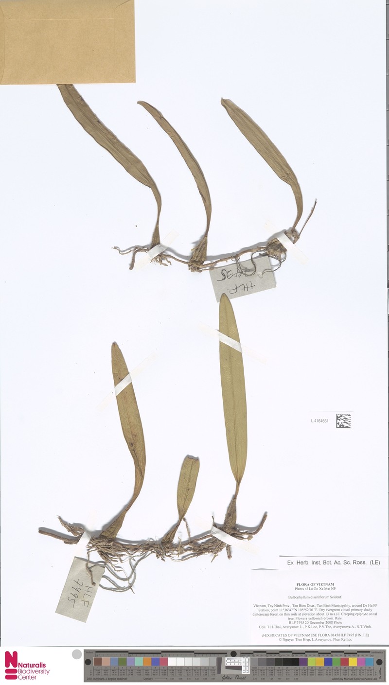 Bulbophyllum dissitiflorum photo 4