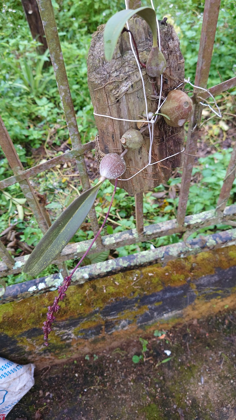 Bulbophyllum dissitiflorum photo 5