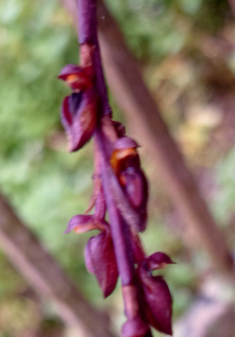 Bulbophyllum dissitiflorum photo 6
