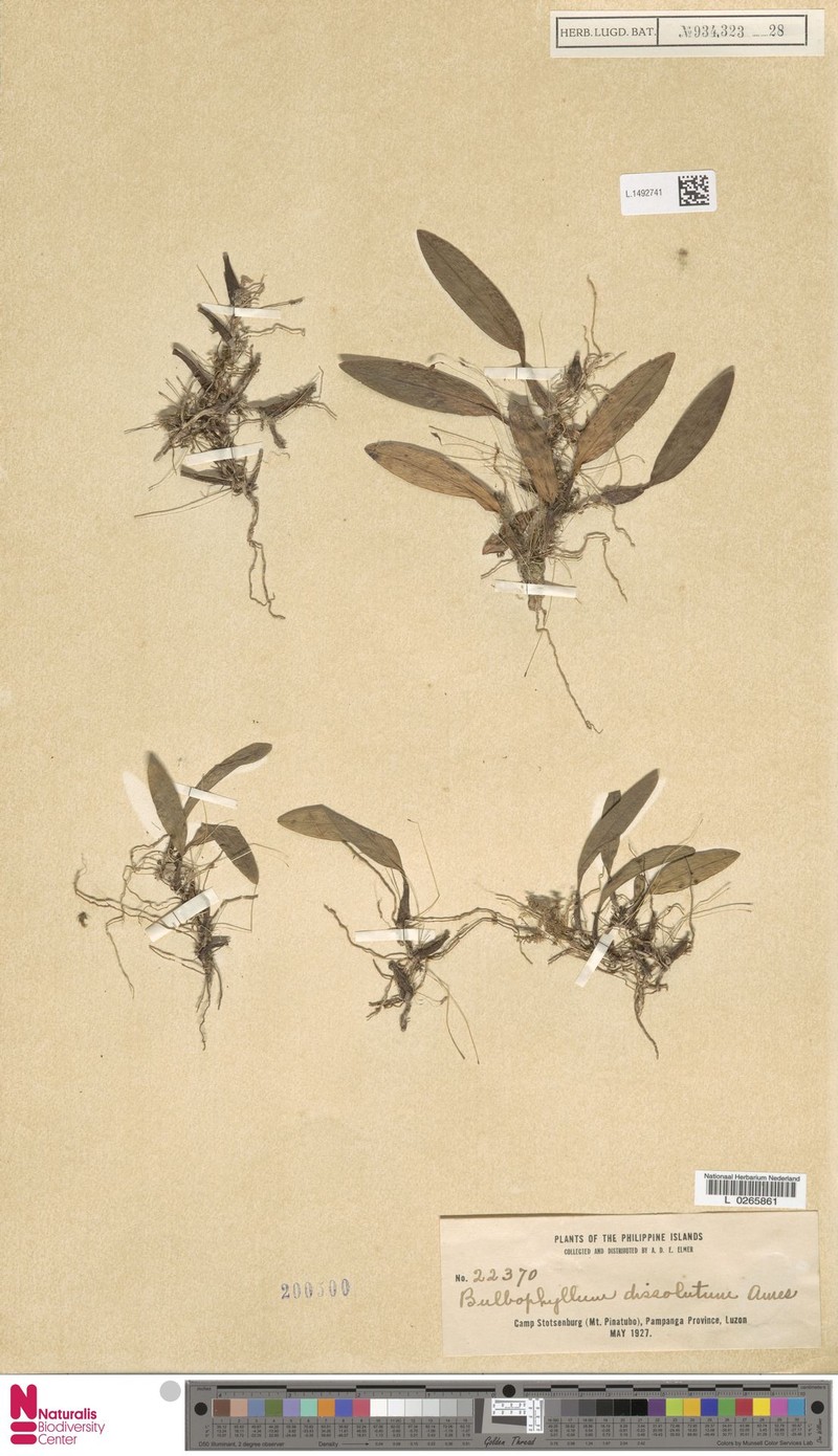 Bulbophyllum dissolutum