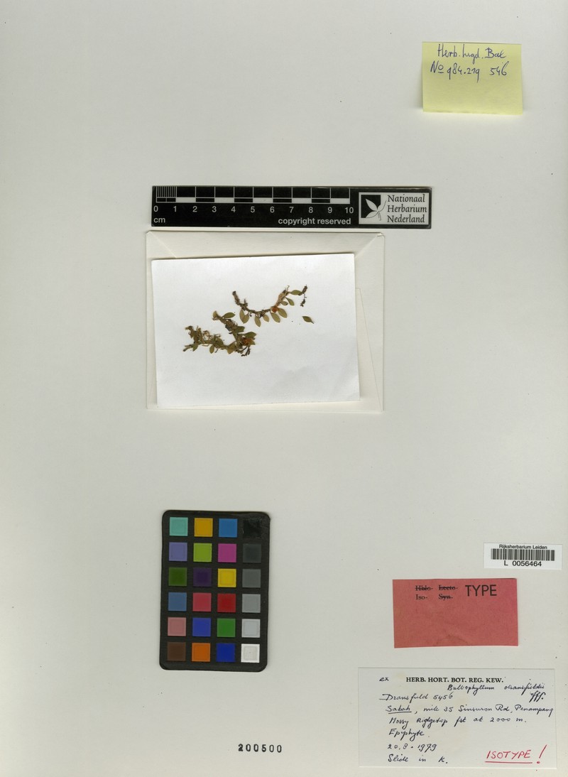 Bulbophyllum dransfieldii
