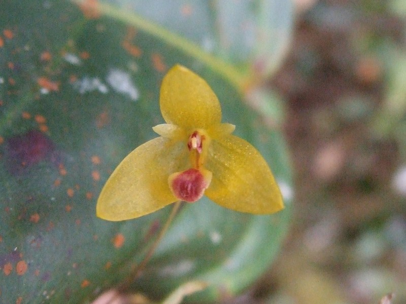 Bulbophyllum dryas