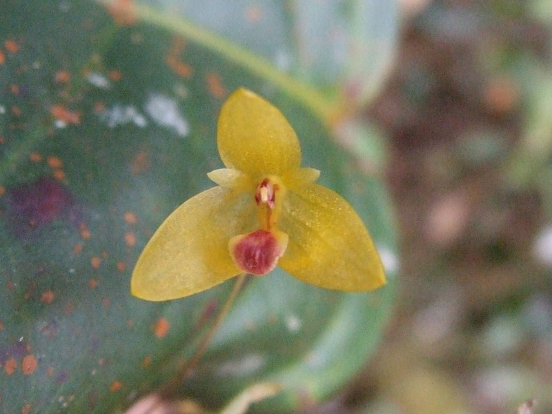 Bulbophyllum dryas photo 2