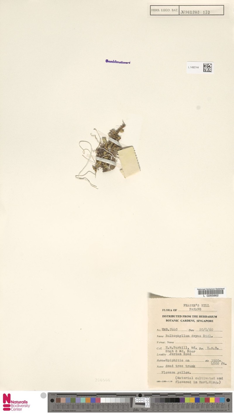 Bulbophyllum dryas photo 3