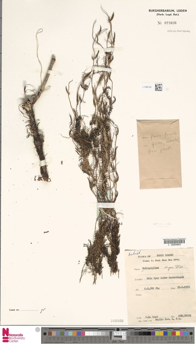 Bulbophyllum dryas photo 4