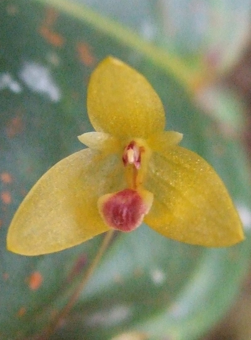 Bulbophyllum dryas photo 5