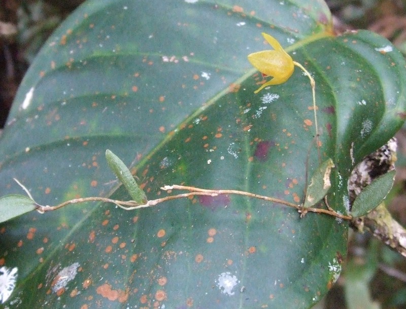 Bulbophyllum dryas photo 6