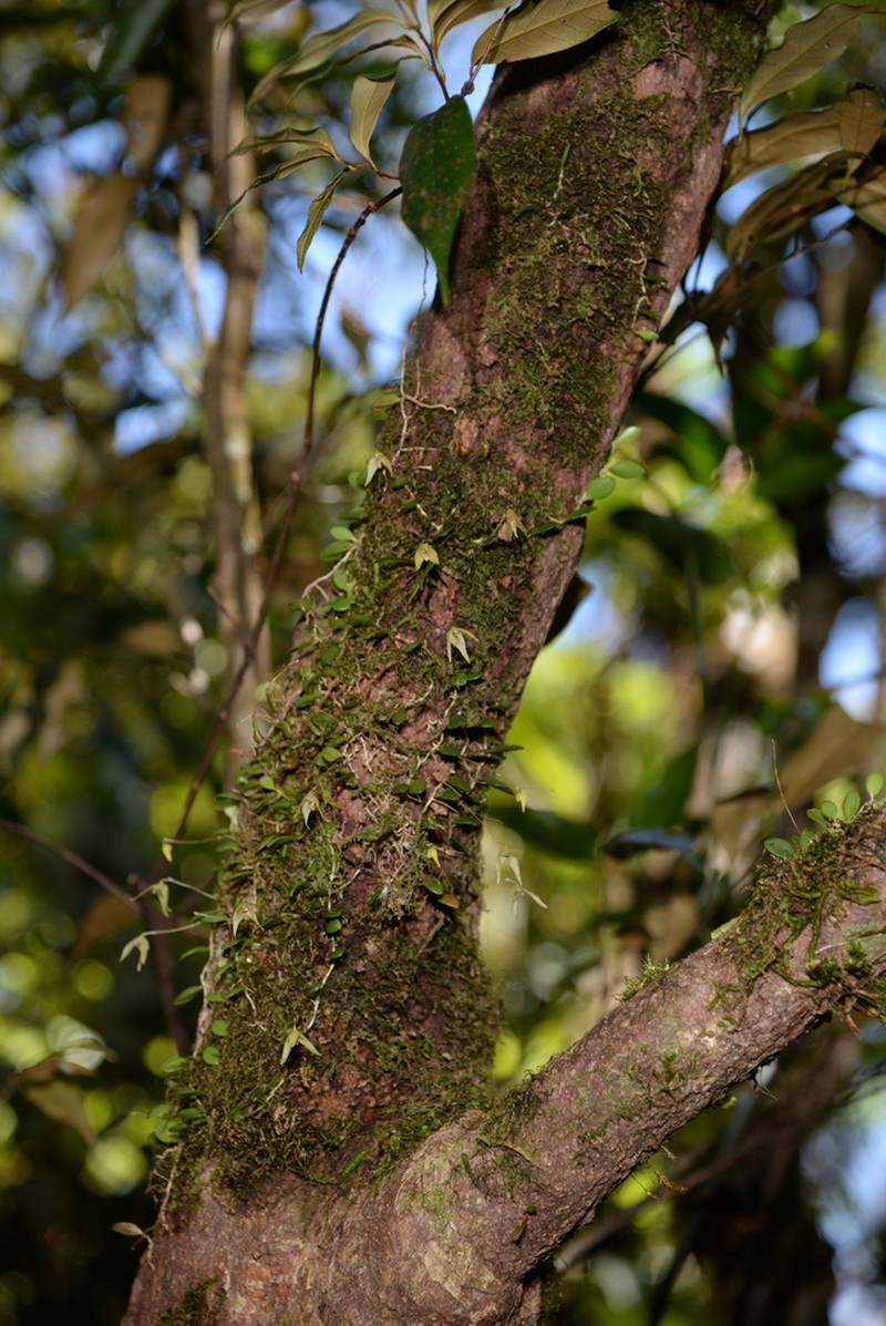 Bulbophyllum drymoglossum