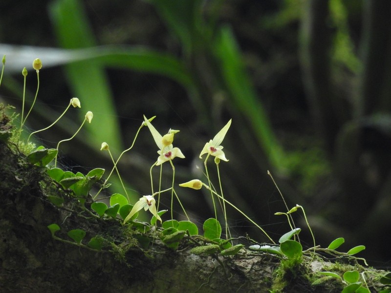 Bulbophyllum drymoglossum photo 2