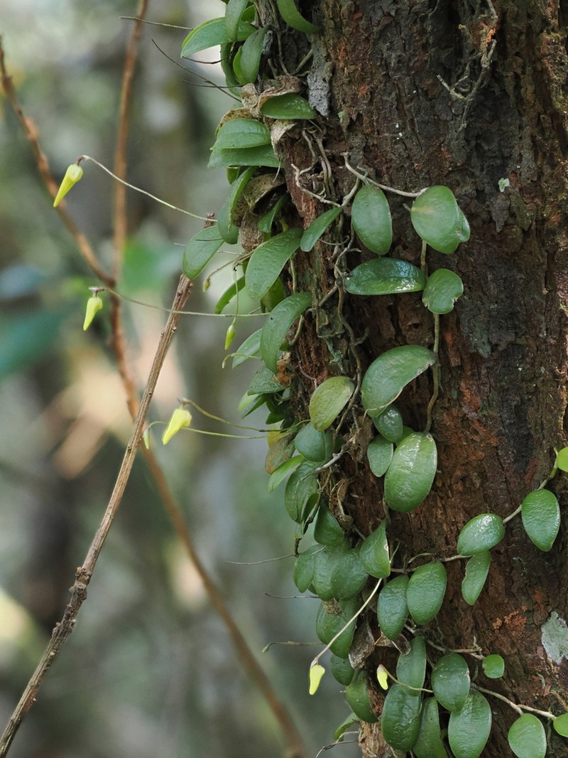 Bulbophyllum drymoglossum photo 3