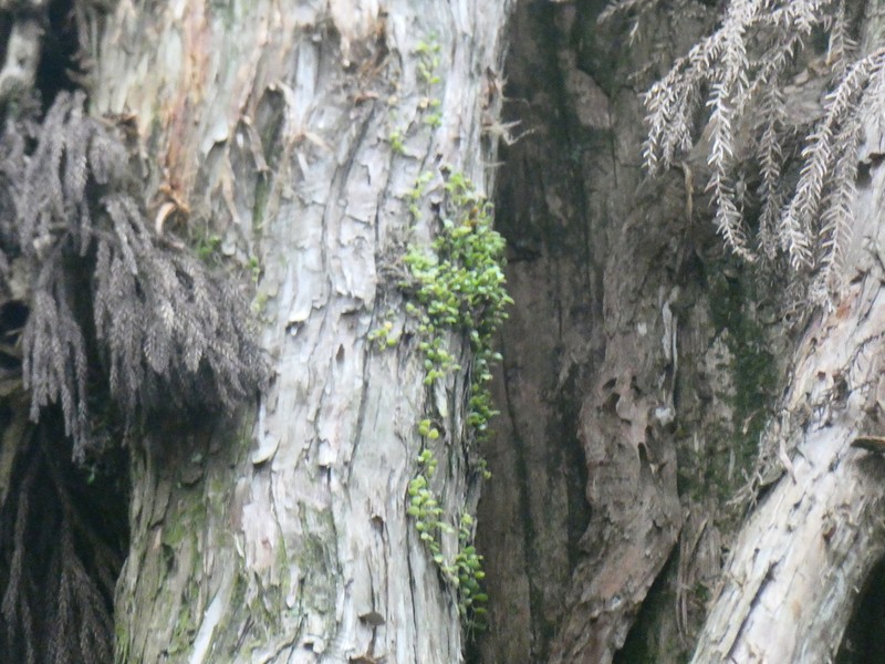 Bulbophyllum drymoglossum photo 4