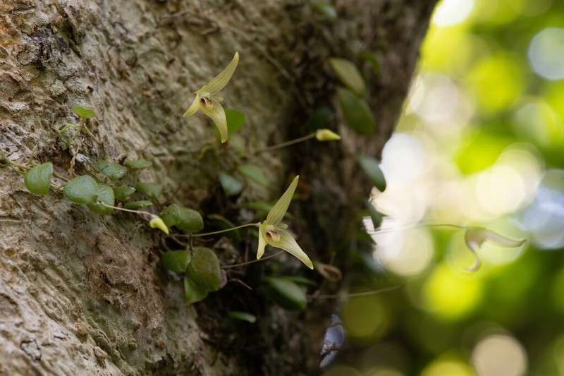 Bulbophyllum drymoglossum photo 5