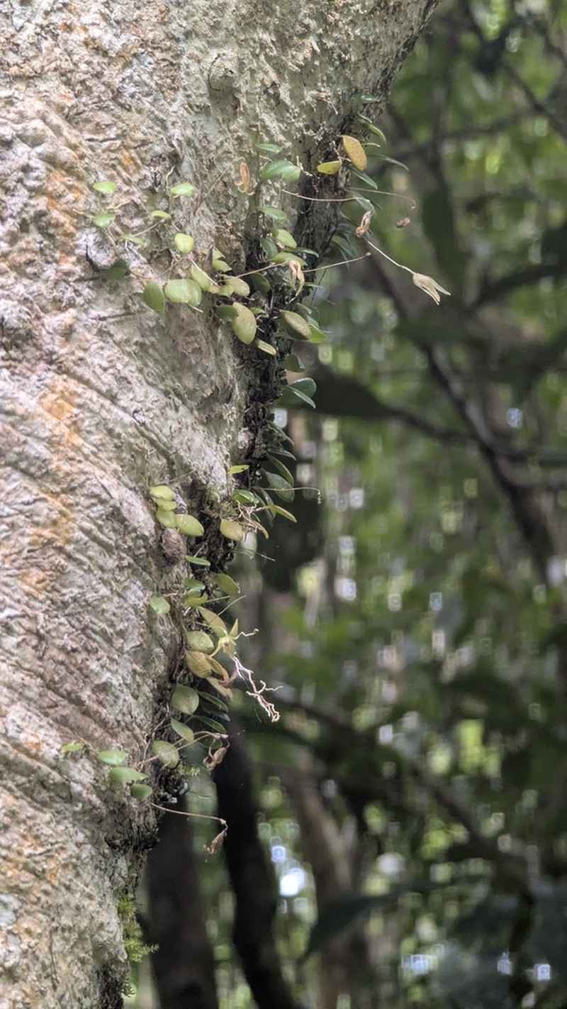 Bulbophyllum drymoglossum photo 6