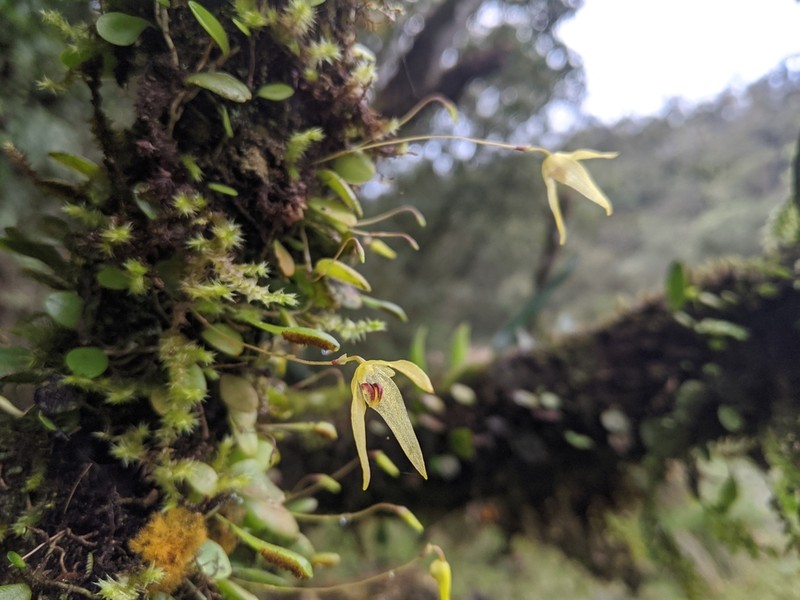 Bulbophyllum drymoglossum photo 8