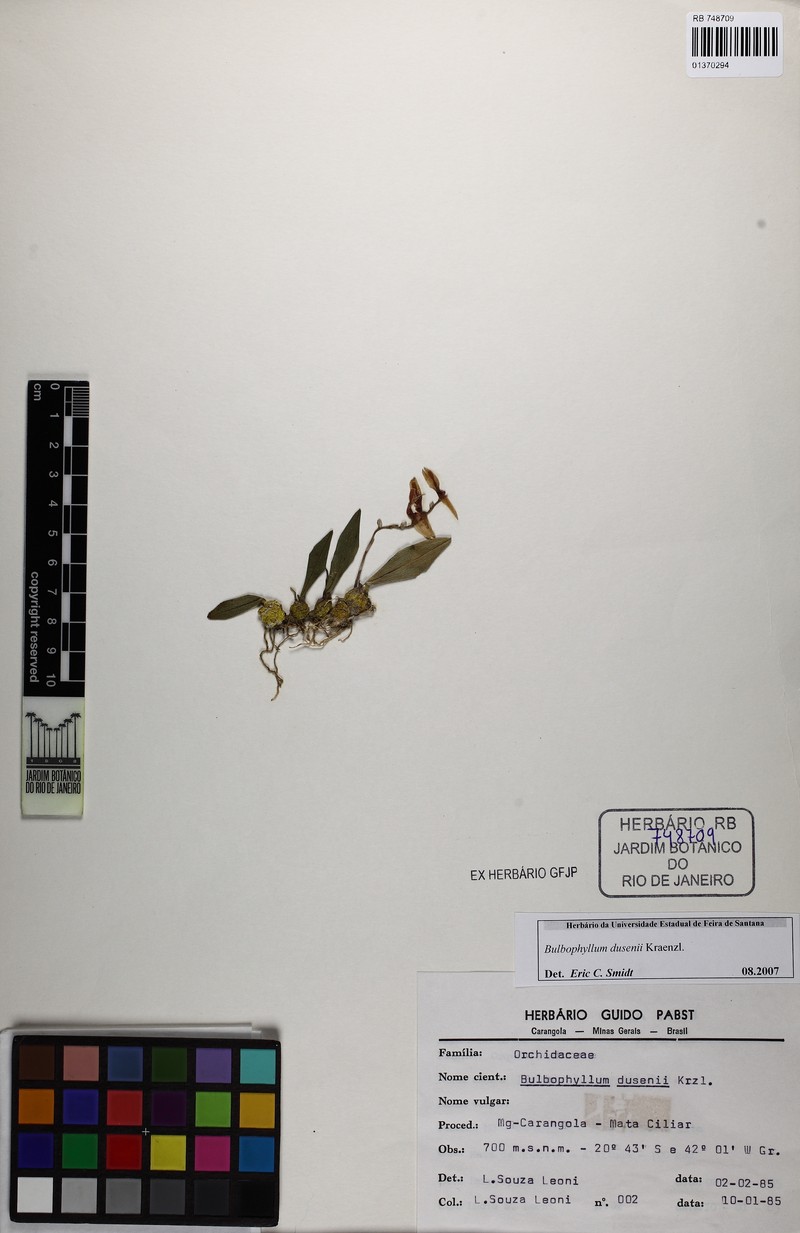 Bulbophyllum dusenii
