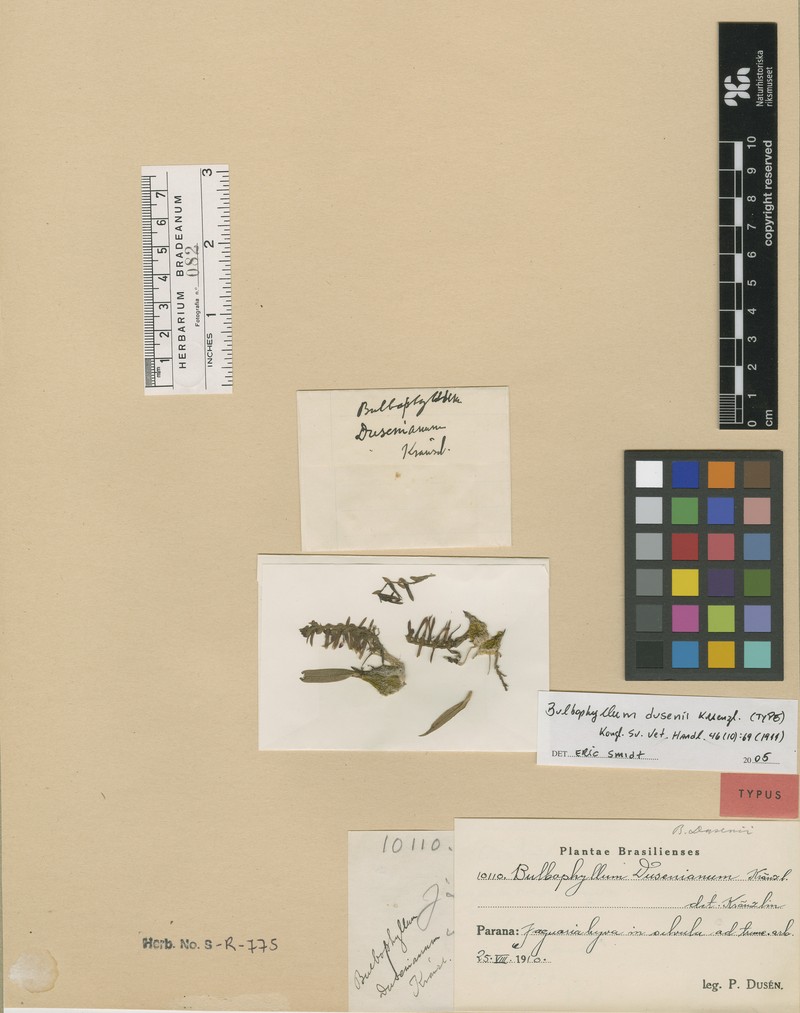 Bulbophyllum dusenii photo 2