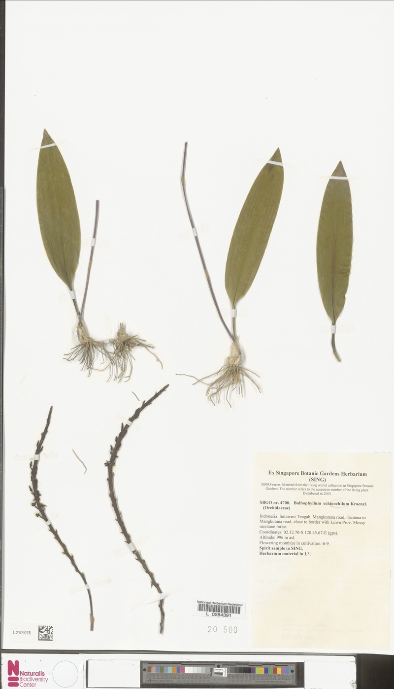 Bulbophyllum echinochilum photo 2