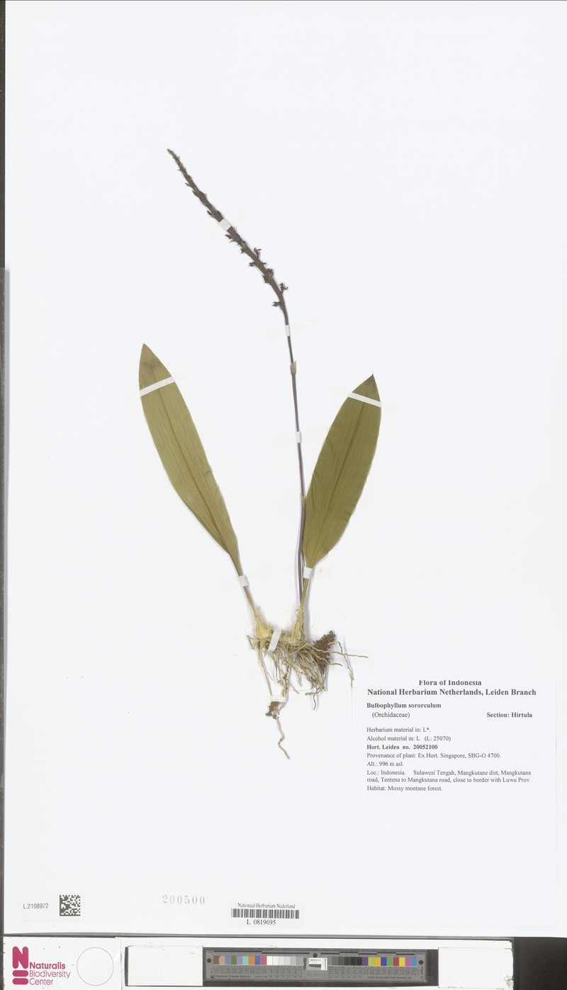 Bulbophyllum echinochilum photo 3