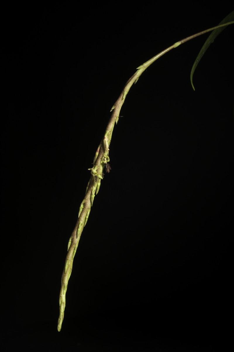 Bulbophyllum echinochilum