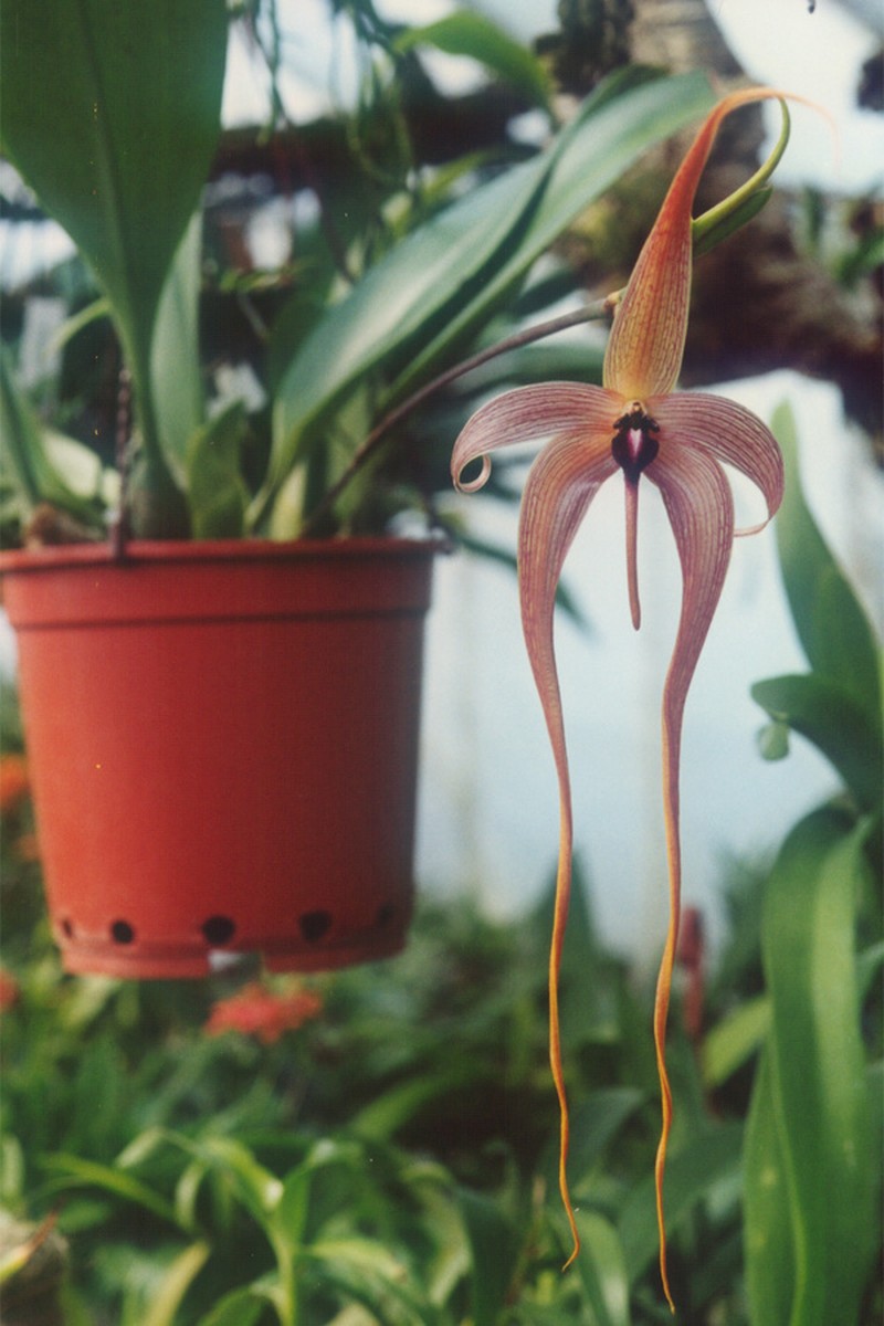 Bulbophyllum echinolabium