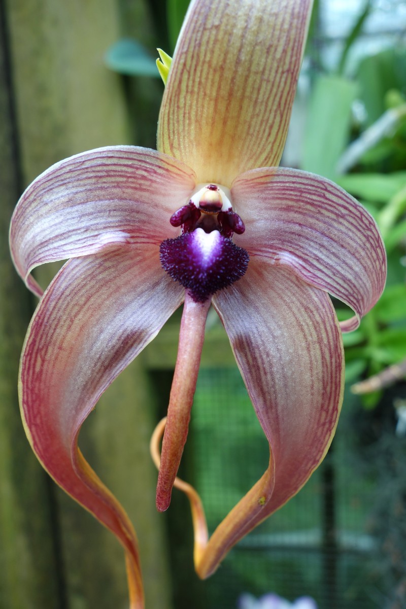 Bulbophyllum echinolabium photo 2