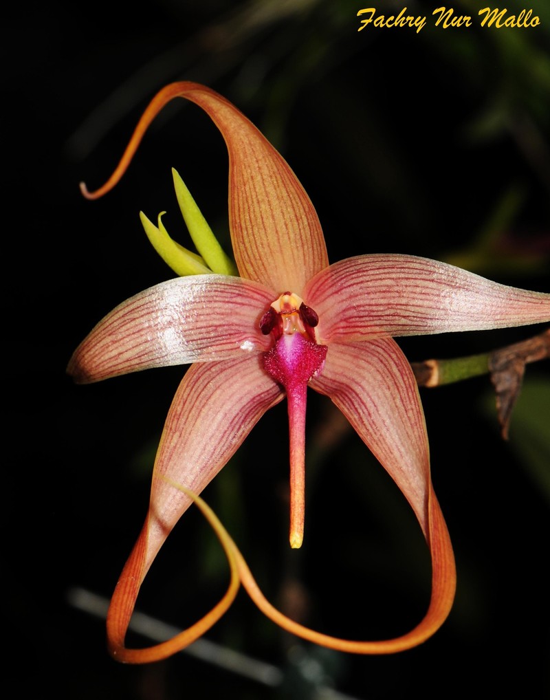 Bulbophyllum echinolabium photo 4