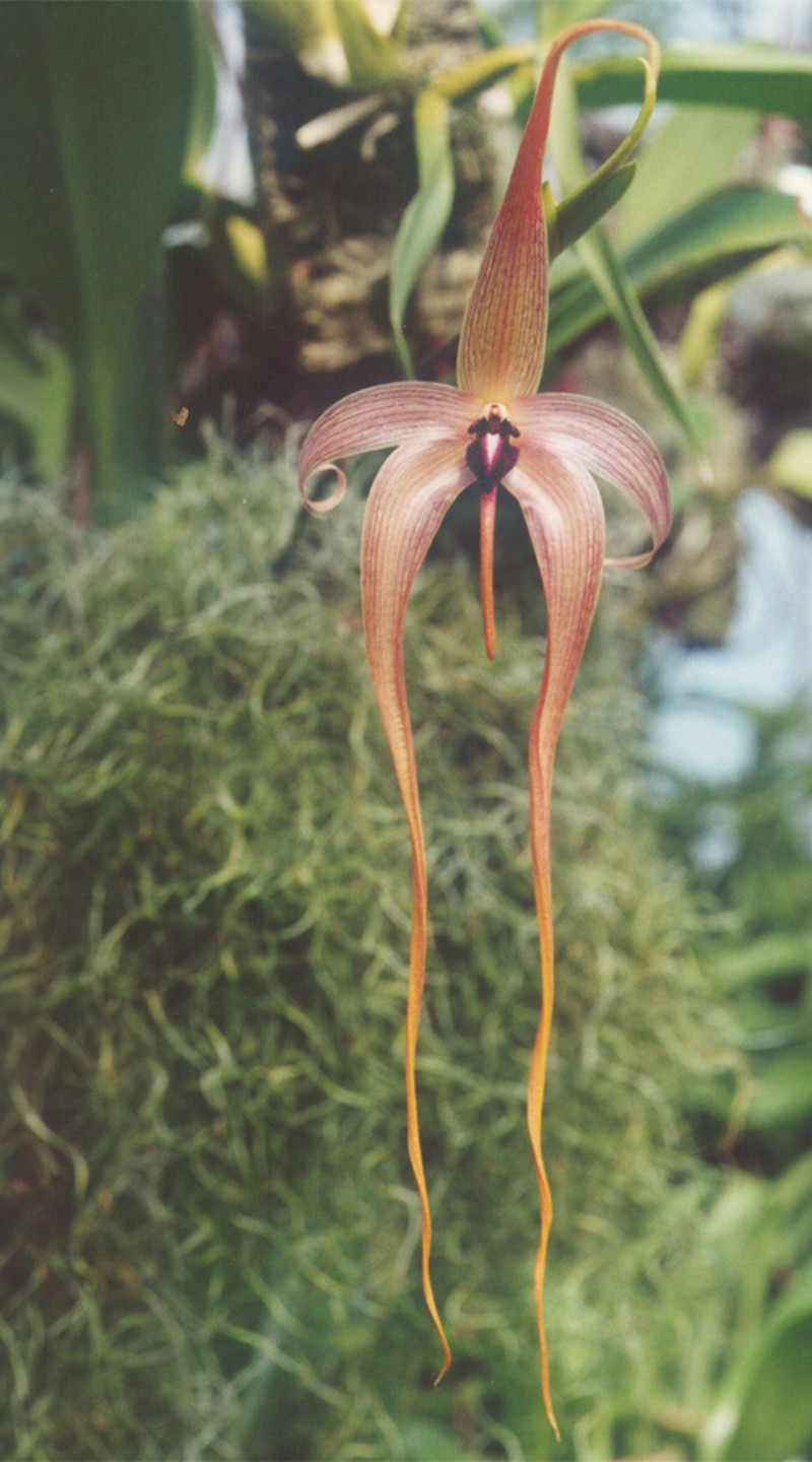Bulbophyllum echinolabium photo 5