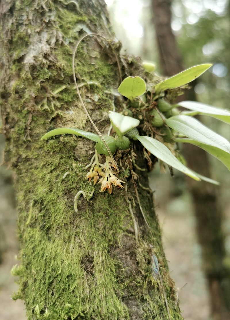 Bulbophyllum echinulus