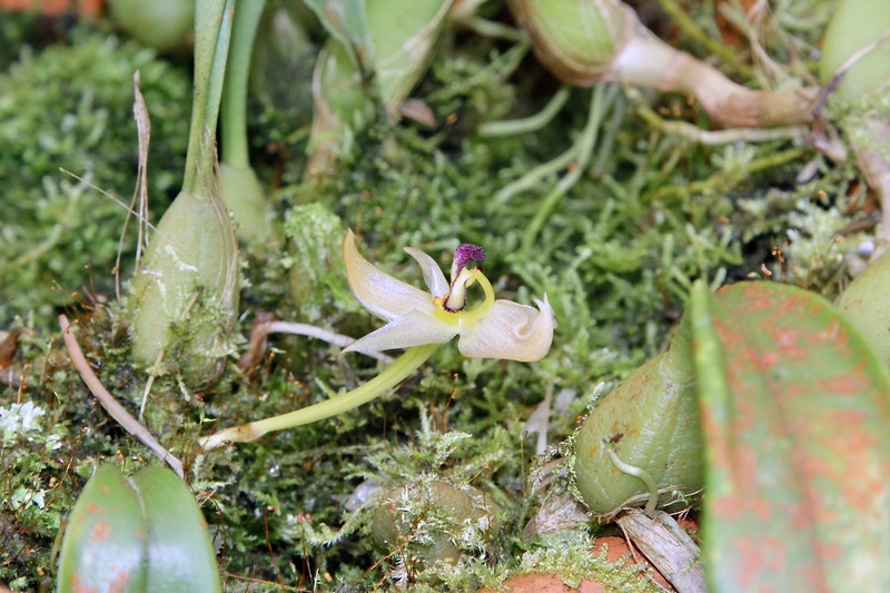 Bulbophyllum ecornutum