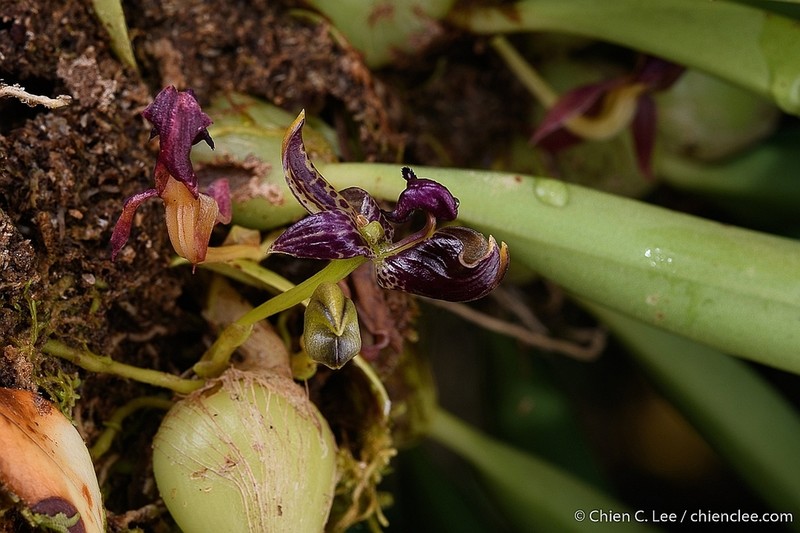 Bulbophyllum ecornutum photo 2