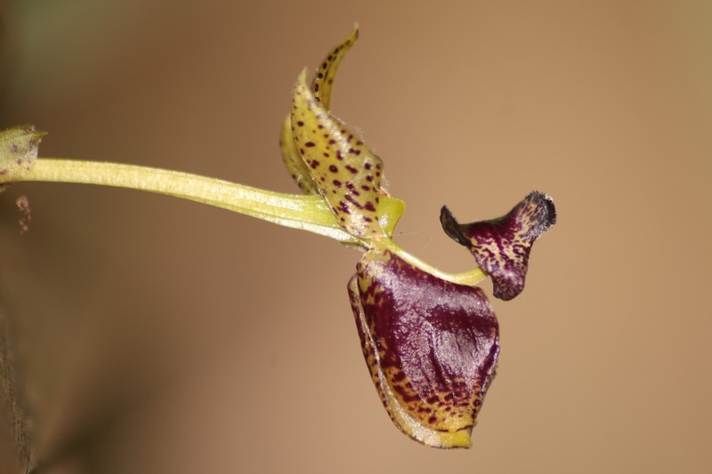 Bulbophyllum ecornutum photo 4