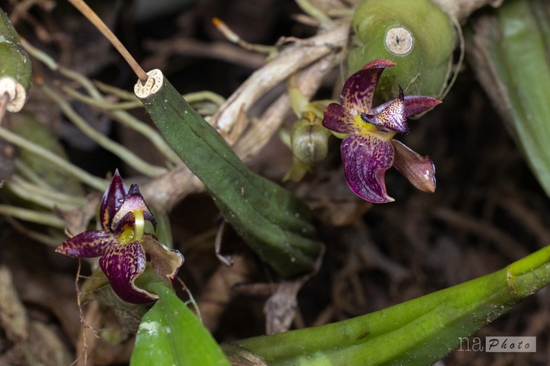 Bulbophyllum ecornutum photo 5