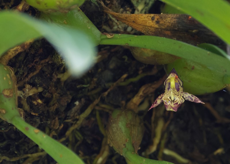 Bulbophyllum ecornutum photo 7