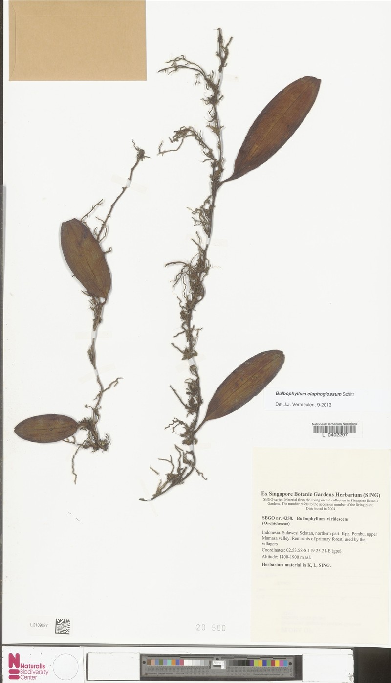 Bulbophyllum elaphoglossum