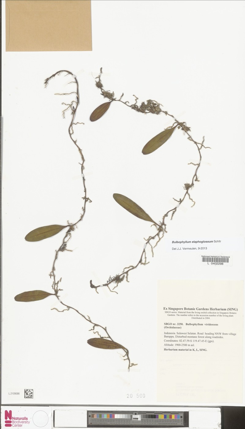 Bulbophyllum elaphoglossum photo 2