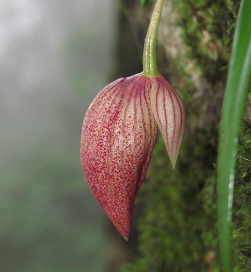 Bulbophyllum elegans