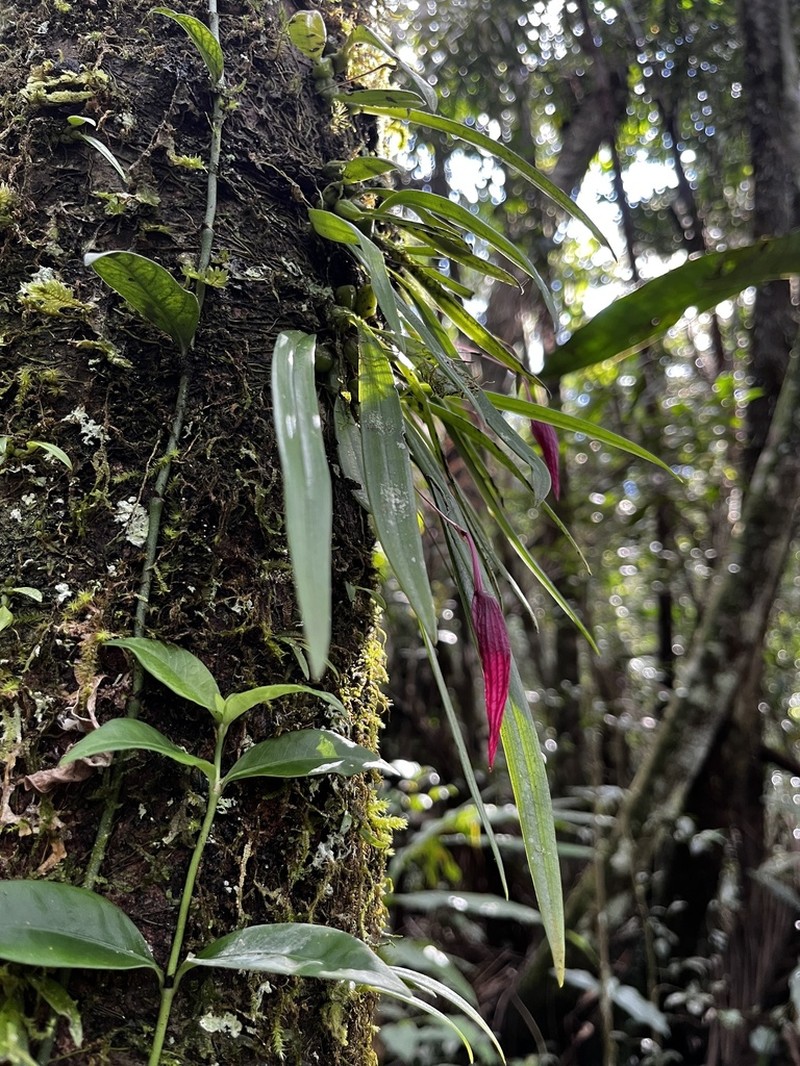 Bulbophyllum elegans photo 2