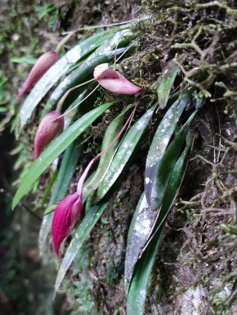 Bulbophyllum elegans photo 5