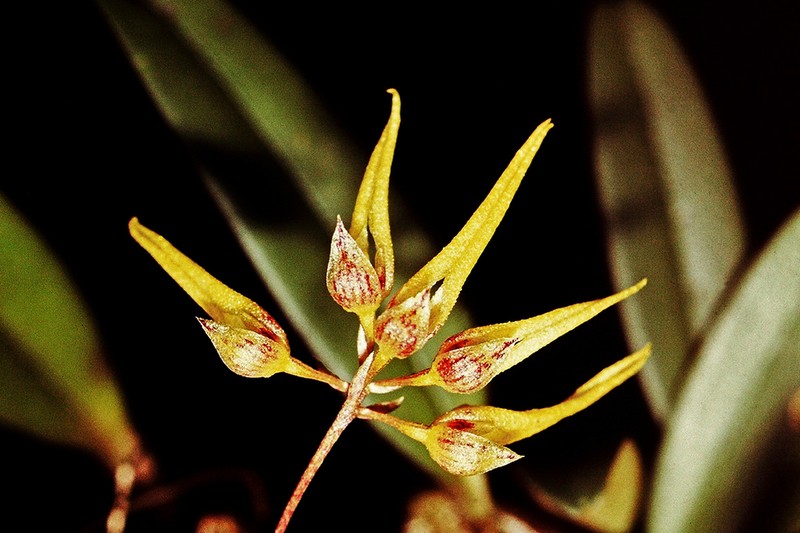 Bulbophyllum elegantulum photo 2