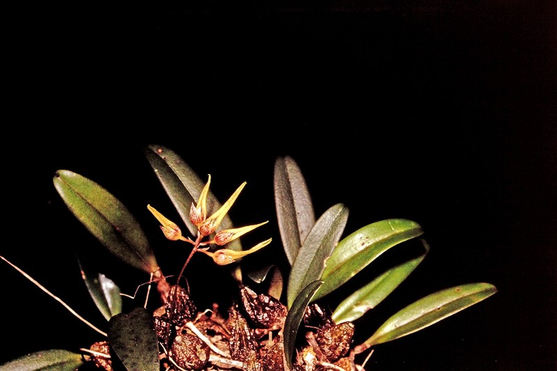 Bulbophyllum elegantulum photo 3