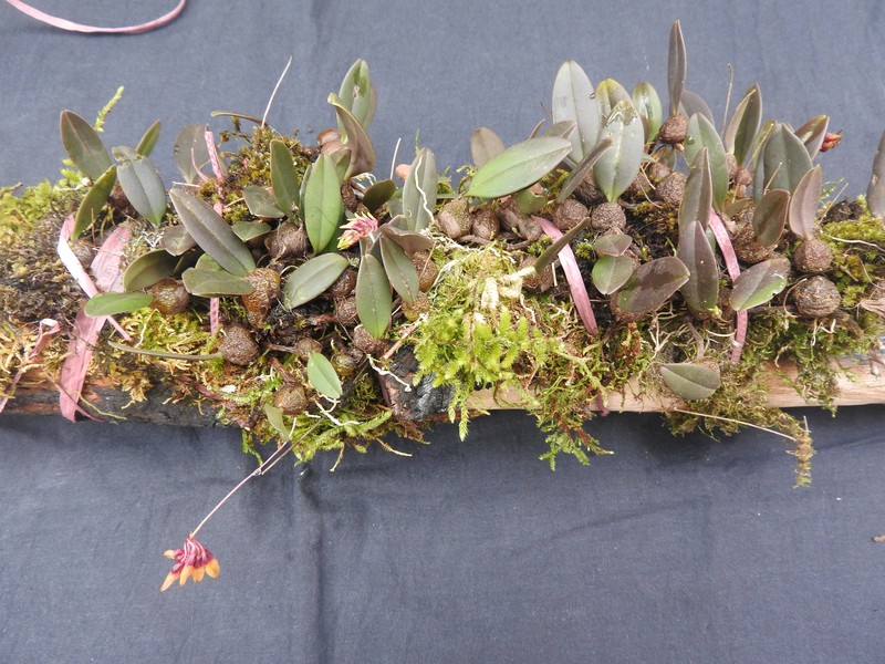 Bulbophyllum elegantulum
