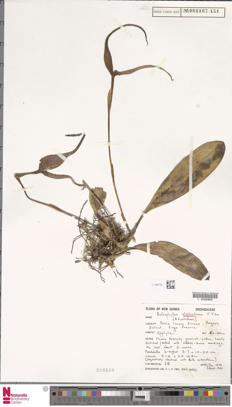 Bulbophyllum elephantinum