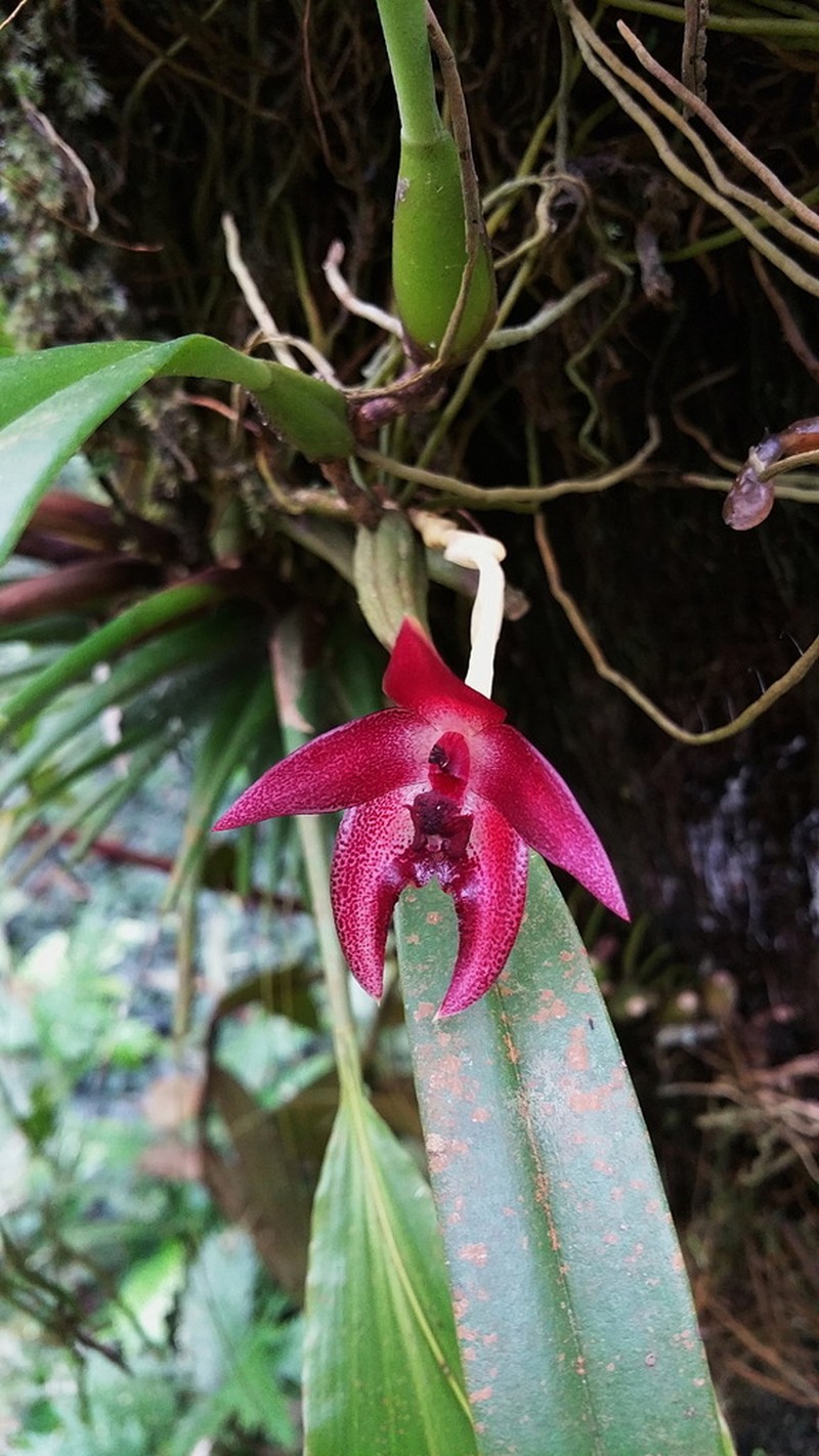 Bulbophyllum elevatopunctatum