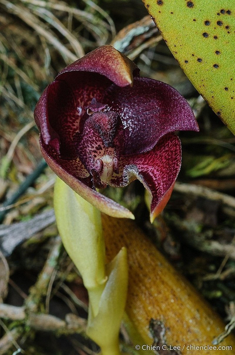Bulbophyllum elevatopunctatum photo 2