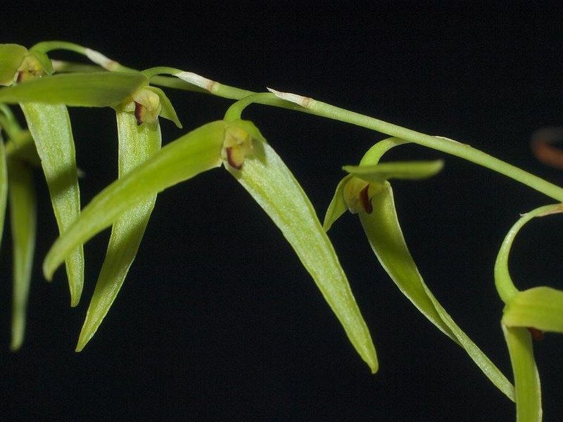 Bulbophyllum elisae
